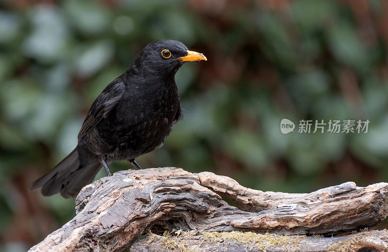 黑鸟（Turdus merula）